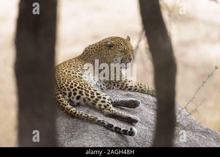 Selektive Aufnahme eines Leoparden, der auf einem Felsen liegt Mit offenem Mund Stockfoto