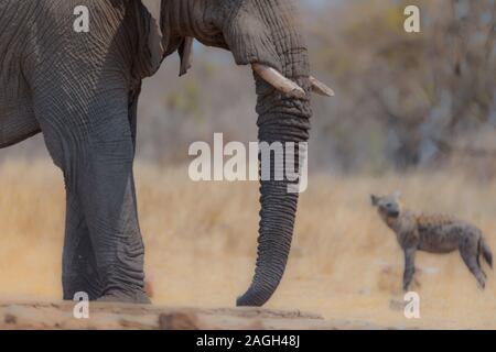 Selektive Fokusaufnahme eines Elefanten mit einer verschwommenen Hyäne Im Hintergrund Stockfoto