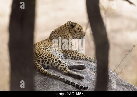 Selektive Aufnahme eines Leoparden, der auf einem Felsen liegt Stockfoto