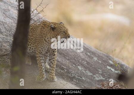 Selektive Fokusaufnahme eines brüllenden Leoparden Stockfoto