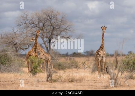 Selektive Fokusaufnahme von Giraffen, die herumlaufen Stockfoto