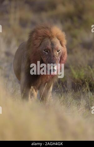 Vertikale Aufnahme eines Löwen, der mit einem blutigen herumläuft Gesicht Stockfoto