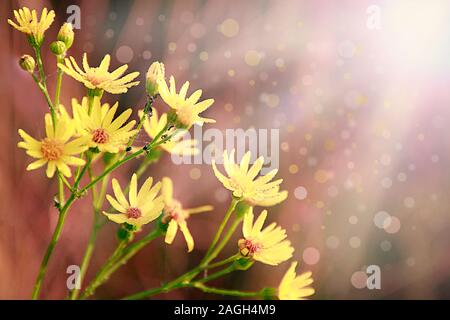 Gelbe Senico extensa im Garten blüht. Extensa vulgaris Blüte im sonnigen Strahlen. Sommer Blumen im Feld. Postkarte mit Sonne Licht auf fallende Stockfoto