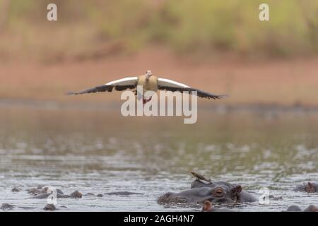 Selektive Fokusaufnahme eines Vogels, der über Nilpferden fliegt Das Wasser Stockfoto