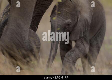 Selektive Fokusaufnahme eines Elefantenbabys, der in der Nähe des Elefanten läuft Mutter Stockfoto
