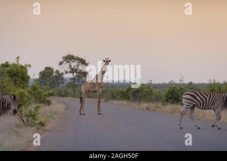 Selektive Fokusaufnahme einer Giraffe, die auf der Straße steht Stockfoto