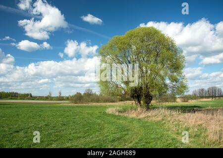 Großer großer Willow Tree in einer Wiese und weiße Wolken am blauen Himmel - sonniger Frühlingstag wachsende Stockfoto