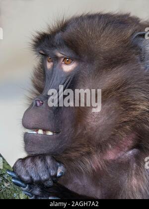 Gelada baboon Theropithecus gelada Junge männliche Gefangene Stockfoto