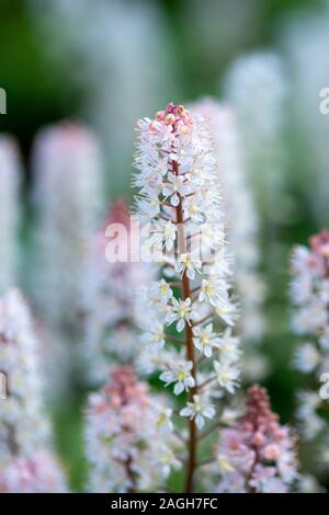 In der Nähe von foamflowers (tiarella cordifolia) in voller Blüte. Stockfoto