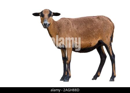 Kamerun Zwerg Schafe (Ovis aries) Ewe, häuslich Züchten von Schafen aus Westafrika vor weißem Hintergrund Stockfoto