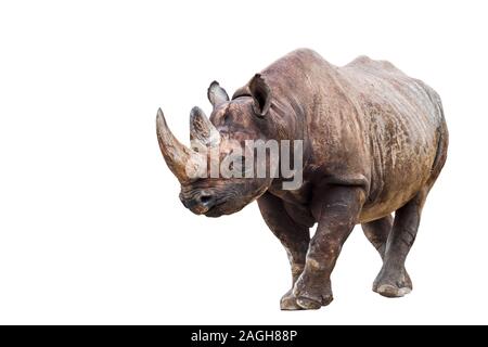 Schwarzes Nashorn (Diceros bicornis), beheimatet in der Region des östlichen und südlichen Afrika gegen den weißen Hintergrund Stockfoto