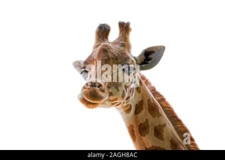 Kordofan Giraffe (Giraffa Camelopardalis antiquorum) Close-up von Kopf gegen den weißen Hintergrund Stockfoto
