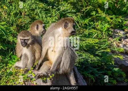 Familie der Grüne Meerkatzen in der frühen Morgensonne, Entebbe, Uganda, Ostafrika Stockfoto