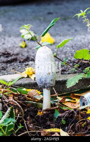 Ein shaggy inkcap Coprinus comatus Fliegenpilz in blattsänfte und detrius neben einem städtischen Gehsteig Stockfoto