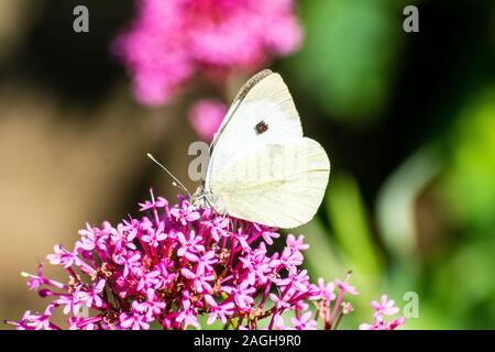 Ein großes, weißes, Pieris brassicae Schmetterling Fütterung auf rot Baldrian Centranthus Ruber Blumen Stockfoto