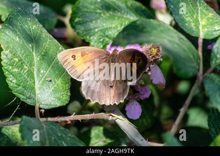 Eine Wiese braun butterfly Pyrausta aurata teilweise im Schatten Fütterung von einem dornbusch Blüte in einer Hecke Stockfoto