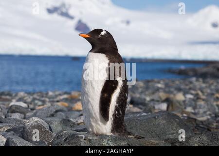 Ein Gentoo Antarktis einsamen Pinguin auf den Stein Küste Stockfoto