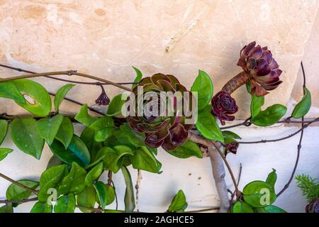 Aeonium arboreum 'Blumen Velour" in der Nähe ein Haus in Gozo, Malta wachsende Stockfoto