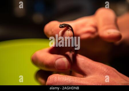 Eine Nahaufnahme auf der beady Augen eines Jugendlichen eft Newt in den Händen eines neugierige Person, mit unscharfen Hintergrund und kopieren Raum auf der rechten Seite. Stockfoto