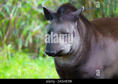 Anzeigen eines Südamerikanischen Tapire (Tapirus) an der Melbourne Zoo Stockfoto