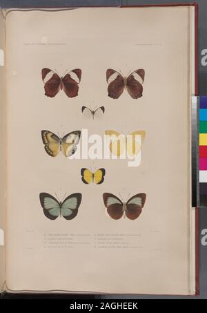Lepidoptères: 1. Cyllo Paßgang. Femelle. Boisd. (Nouvelle-Irlande.); 2. La même Vue en Dessous; 3. Endeer Callidryade. Boisd. (Nouvelle-Hollande.); 4. La même Vue en Dessous; 5. Piérido iobée. Femelle. Boisd. (Nouvelle-Hollande.); 6. La méme Vue en Dessous; 7. Piéride Cirrha. Boisd. (Moluques.); 8. Xanthidie pucelle. mâle. Boisd. (Nouvelle-Guinée.).; Lepidoptères: 1. Cyllo Paßgang. Femelle. Boisd. (Nouvelle-Irlande.); 2. La même Vue en Dessous; 3. Endeer Callidryade. Boisd. (Nouvelle-Hollande.); 4. La même Vue en Dessous; 5. Piérido iobée. Femelle. Boisd. (Nouvelle-Hollande.); 6. La méme Vue en de Stockfoto