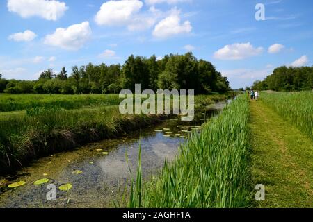 Wicken Fen Nature Reserve, Wicken, Cambridgeshire, Großbritannien Stockfoto