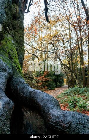 Nahaufnahme der knorrige Wurzeln und Stamm eines hohlen alte Buche in einem feuchten Herbst Wald Stockfoto