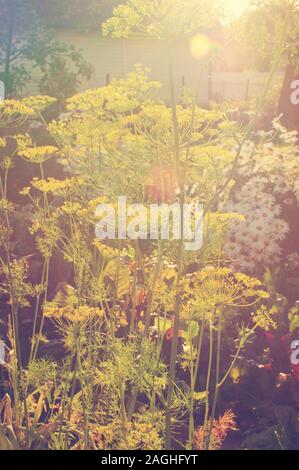 Dill Blume im Gemüsegarten, Hintergrund der Natur bei Sonneneinstrahlung Stockfoto