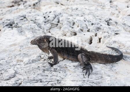 Schwarzer Leguan mit riesigen Krallen und Dornen am Rücken Sitzen auf den Felsen am Strand Stockfoto