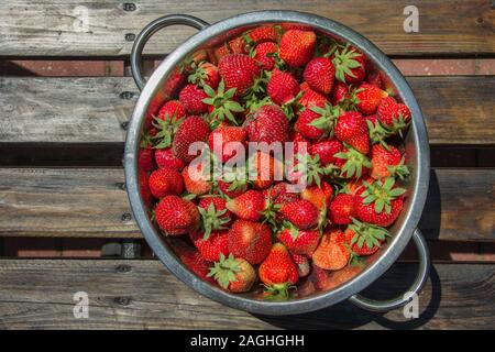 Rot und frische Erdbeeren in einem Aluminium Teller auf einen Holztisch - Ansicht von oben Stockfoto