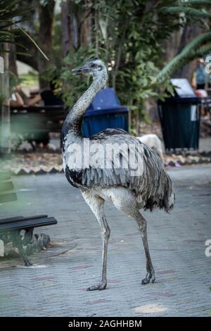 EMA innerhalb einer Universität in der Stadt Fortaleza in Brasilien Stockfoto
