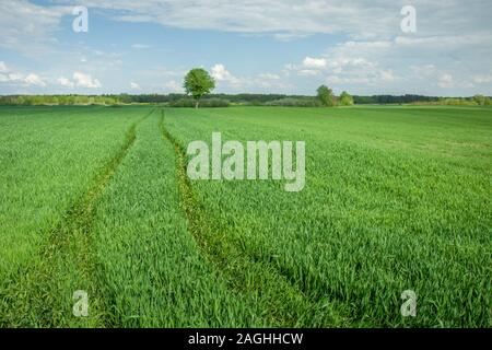 Radspuren in einem grünen Feld und Wolken am blauen Himmel - Ansicht im sonnigen Tag Stockfoto