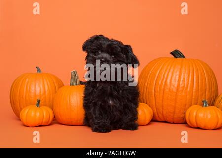Süße schwarze Welpen zwischen orange Kürbisse auf orangem Hintergrund sitzen Stockfoto