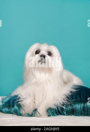 Ziemlich langhaarige Malteser Hund liegend auf einem blauen Kissen einen blauen Hintergrund in einem Bild vertikal Stockfoto