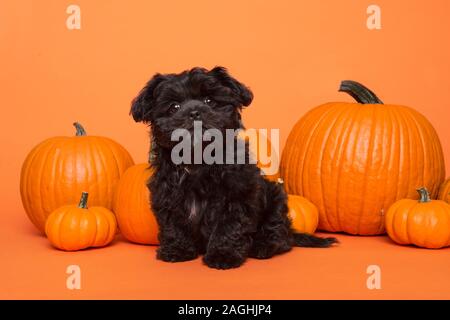 Süße schwarze Welpen zwischen orange Kürbisse auf orangem Hintergrund sitzen Stockfoto