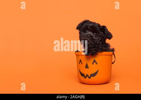 Schwarz Welpen sitzen in einem Kürbis Warenkorb auf orangem Hintergrund mit Platz für Kopie Cute Stockfoto