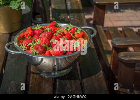 Frische rote Erdbeeren mit Stiel in einem Sieb, stehend auf einem hölzernen Tisch gesammelt Stockfoto