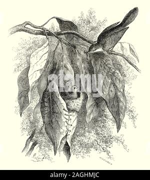 Ornithologie: Zucht und Nester: Tailorbirds (Orthotomus sutorius) sind kleine Vögel, die meisten, die zu der Gattung Orthotomus, obwohl oft in der Alten Welt warbler Familie Sylviidae, Neuere Forschungen legen nahe, dass sie eher in der Cisticolidae gehören. Sie kommen in den Tropen der Alten Welt, vor allem in Asien. Sie haben ihren Namen von der Art und Weise ihr Nest gebaut wird. Die Kanten eines großen Blattes sind löchrig und zusammen genäht mit Pflanzenfasern oder Spinnennetz an eine Docking-Station, in dem die tatsächlichen Gras Nest gebaut wird. Stockfoto