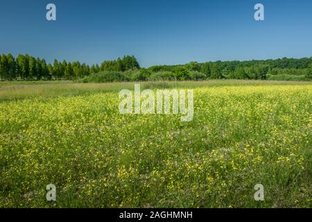 Gelbe Blumen auf dem Feld, Wald und blauer Himmel - Ansicht im sonnigen Tag Stockfoto