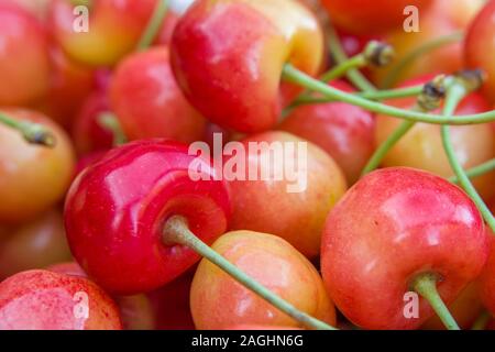 Colorful and fresh cherries with petioles - closeup Stockfoto