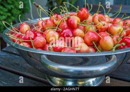 Leuchtend bunt und frische Kirschen mit blattstiele in einem Sieb - Nahaufnahme Stockfoto