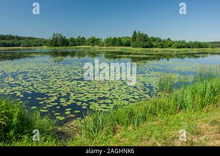 Teich mit schwimmenden Blätter, Bäume am Ufer und einen klaren Himmel - Ansicht im sonnigen Tag Stockfoto