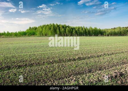 Junge Weizen auf Feld, Wald am Horizont und die weißen Wolken am blauen Himmel Stockfoto