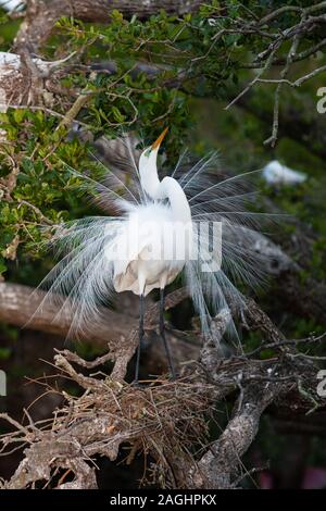 Ein Silberreiher anzeigen auf dem Nest in voll zur Zucht Gefieder. Stockfoto