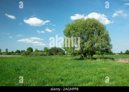 Großer Baum auf einer grünen Wiese und weißen Wolken am blauen Himmel Stockfoto