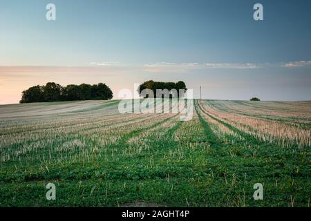 Feld gemäht, Bäume am Horizont und Sky, Sommer Abend anzeigen Stockfoto