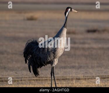 Kranichen (Grus Grus) in Gallocanta See. Teruel, Spanien Stockfoto