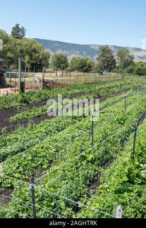 Der Platz Family Farm in Union, Oregon. Stockfoto