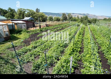 Der Platz Family Farm in Union, Oregon. Stockfoto