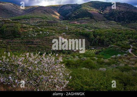 Die Kirschbäume in voller Blüte. Jerte Tal, Extremadura, Spanien Stockfoto